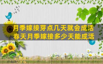 月季嫁接芽点几天就会成活 春天月季嫁接多少天能成活